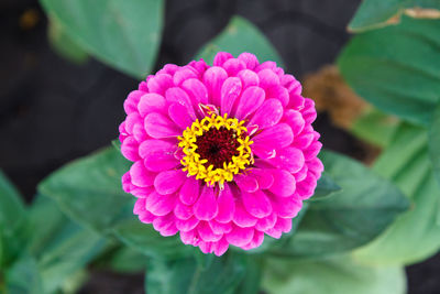 Close-up of pink flower