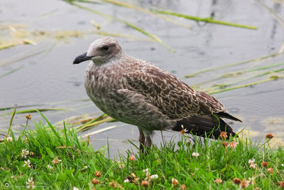 Close-up of bird on grass
