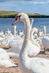 Swan in lake