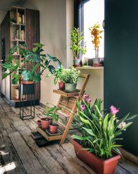 Potted plants on table