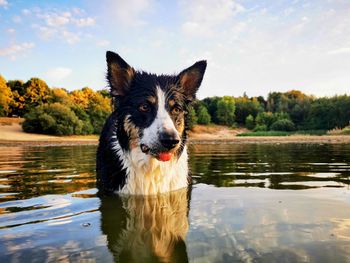 Portrait of dog standing in lake