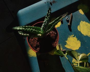 High angle view of potted plant