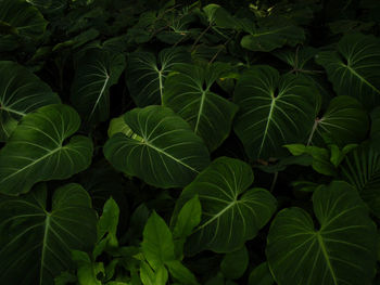 Close-up of green leaves