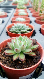 High angle view of potted plant on table