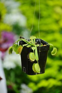 Venus fly trap in flower pot 