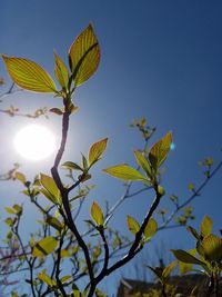 Low angle view of plant against clear sky