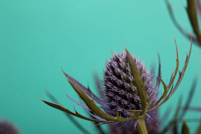 Close-up of thistle