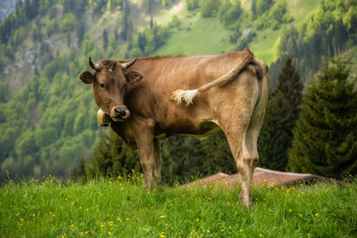 Cows in a field