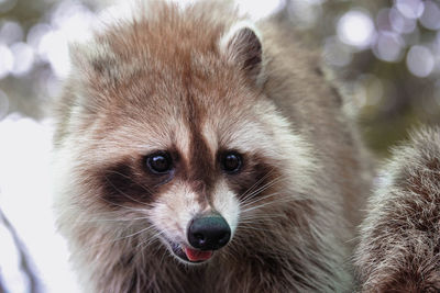 Close-up portrait of an animal