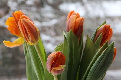 Close-up of orange tulips