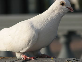 Close-up of seagull perching