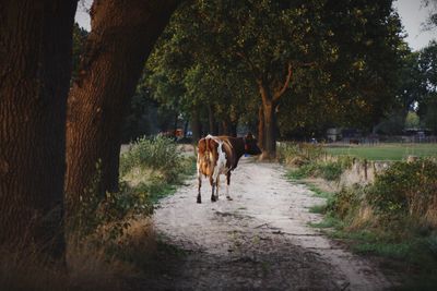 Cow standing on footpath against trees