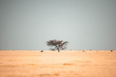 Scenic view of desert against clear sky with oryx near tree