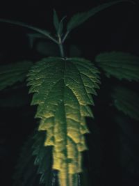 Close-up of fresh green leaves