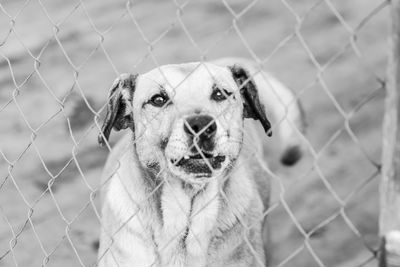 Close-up portrait of a dog