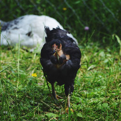 Black bird on a field