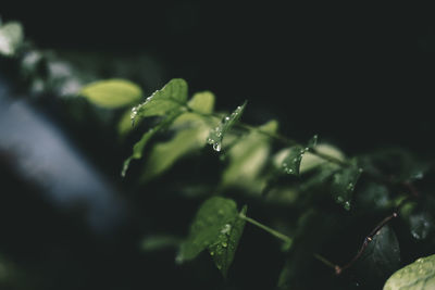 Close-up of raindrops on leaves