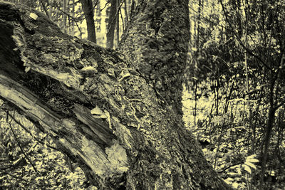 Close-up of tree trunk in forest