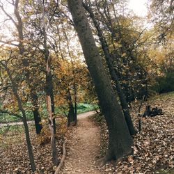 Trees in forest