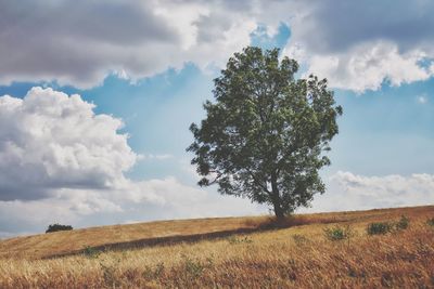 Tree on field against sky