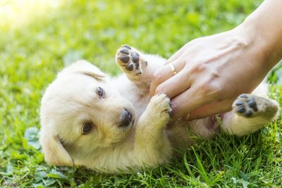 Low angle view of puppy playing on field