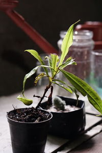 Close-up of potted plant on table
