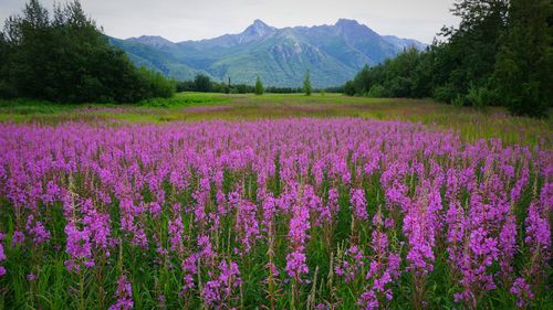 Purple flowering plants on field by mountains