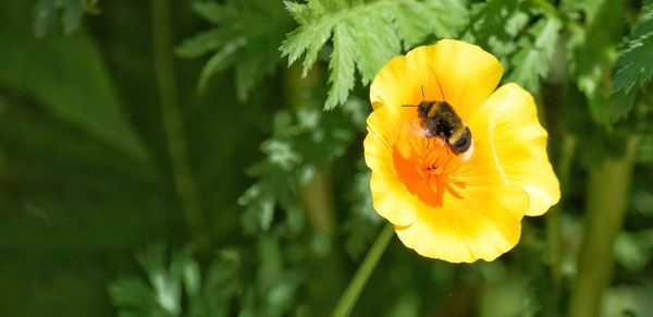 Close-up of bee on yellow flower