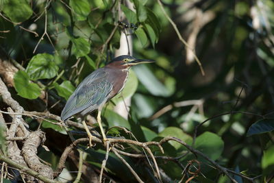 A green heron in the canopy