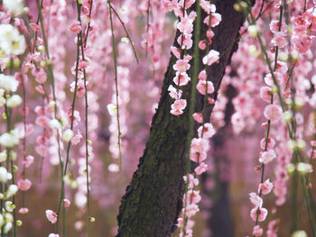 Close-up of pink cherry blossoms in spring