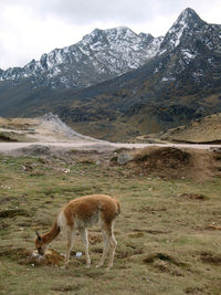 View of giraffe on field against mountain range
