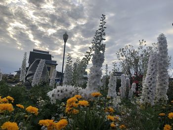 Low angle view of flowering plants by buildings against sky
