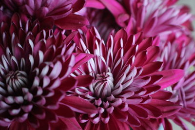 Close-up of purple dahlia blooming outdoors