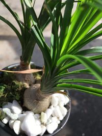 High angle view of potted plant on tree