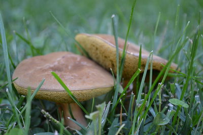 Close-up of mushroom growing on field