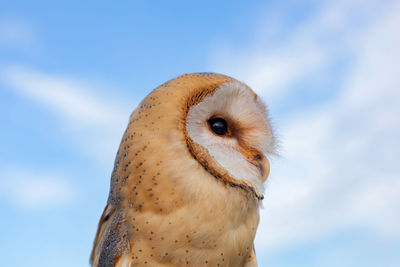 Close-up of a bird against sky