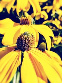 Close-up of yellow flower blooming outdoors