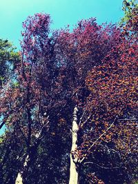 Low angle view of flowering tree against sky