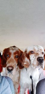 Close-up portrait of dog by wall