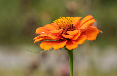 Close-up of orange flower