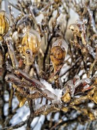 Close-up of dry plant during winter