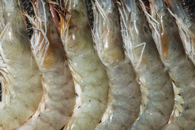 Close-up of prawns in pan