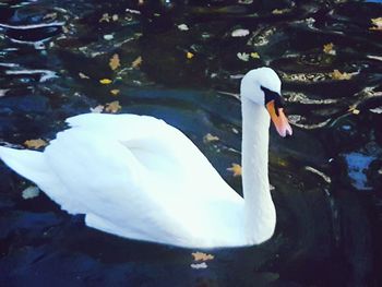 Swan floating on lake