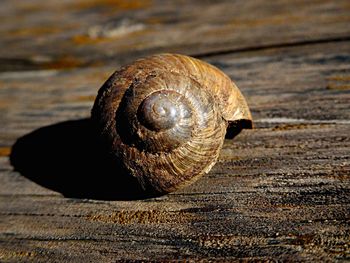 Close-up of snail