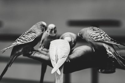 Close-up of pigeons perching outdoors