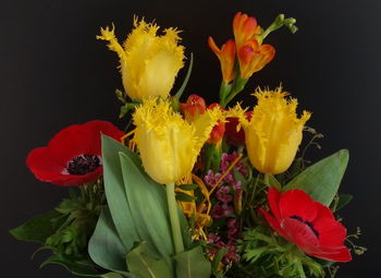 Close-up of yellow flower against black background