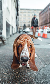 Portrait of dog on footpath