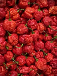 Carolina reaper pepper