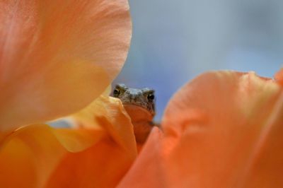 Close-up of orange flower head