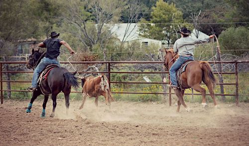 Horse in ranch